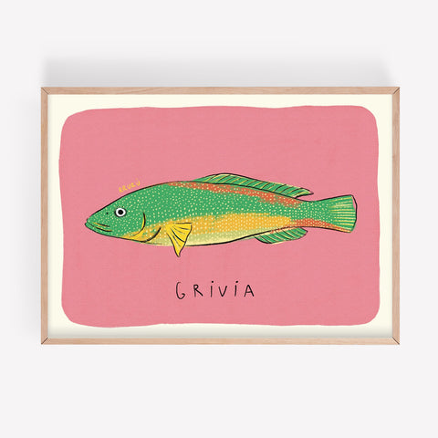 Lámina «Grivia»
